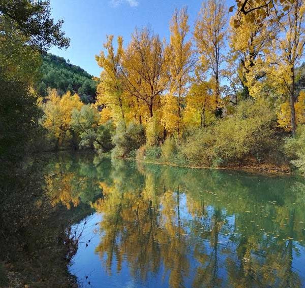 Poplar trees along the Jucar River